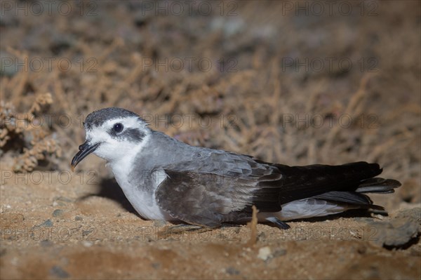 White-faced Storm Petrel or Frigate Petrel