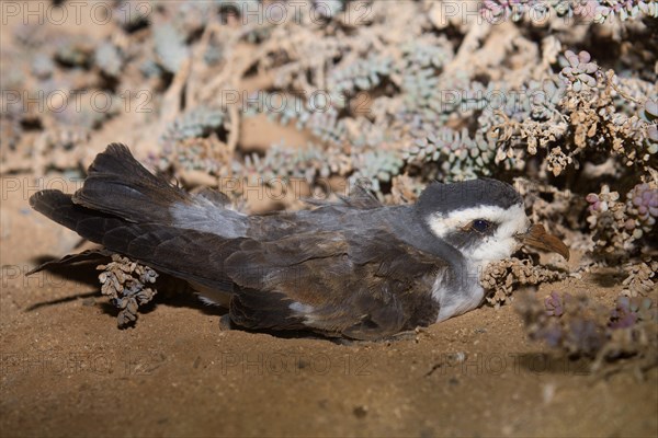 White-faced Storm Petrel or Frigate Petrel