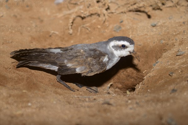 White-faced Storm Petrel or Frigate Petrel