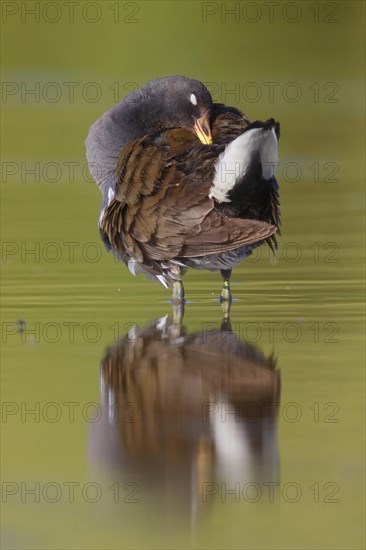 Common Moorhen