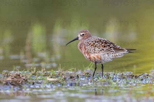 Curlew Sandpiper