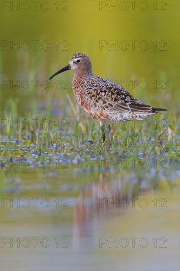 Curlew Sandpiper