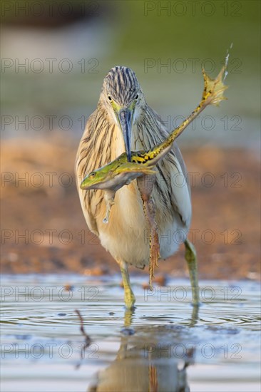 Squacco Heron