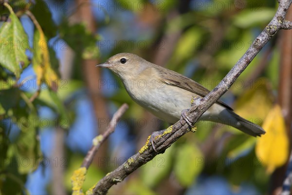 Garden Warbler