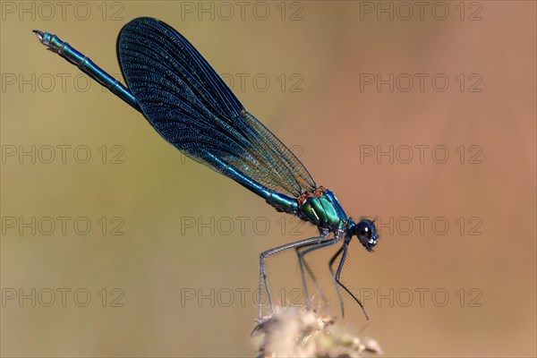 Banded demoiselle