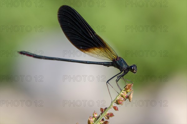 Copper Demoiselle