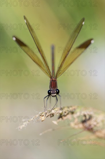 Copper Demoiselle