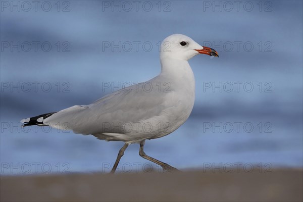 Audouin's Gull