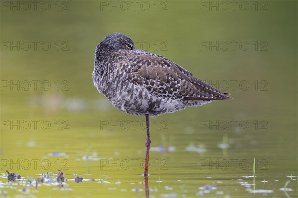 Spotted Redshank