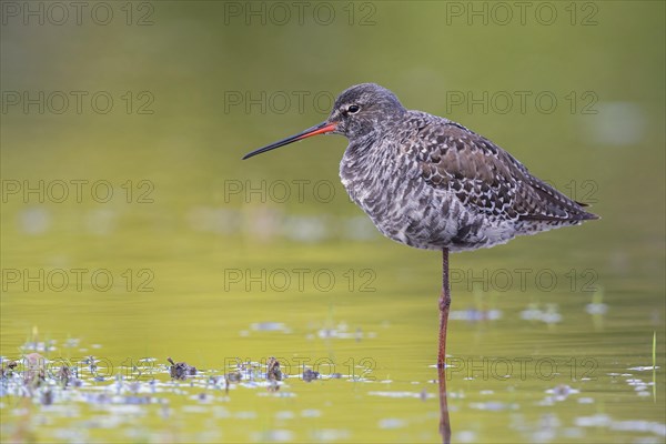 Spotted Redshank