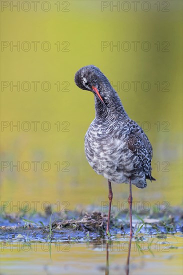 Spotted Redshank