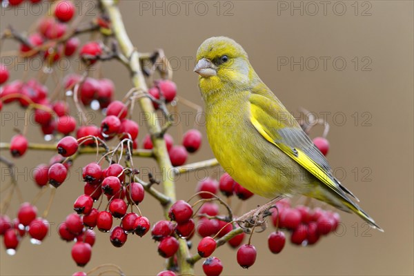 European Greenfinch