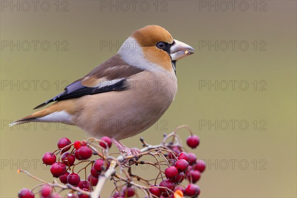 Hawfinch