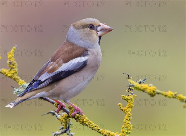 Hawfinch