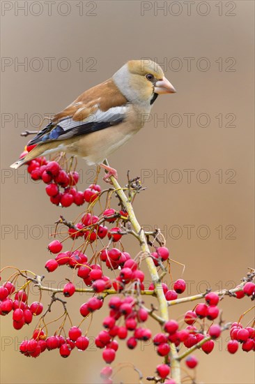 Hawfinch