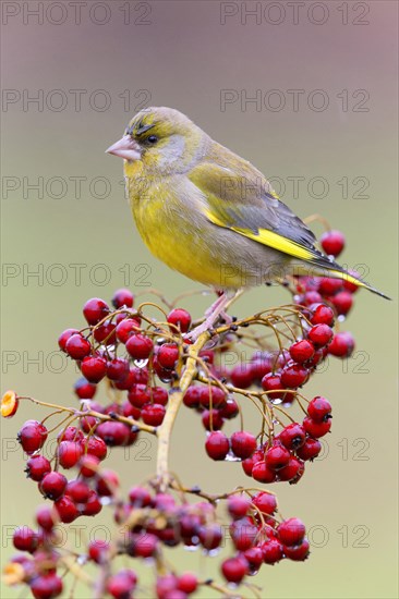 European Greenfinch