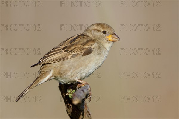 Italian Sparrow