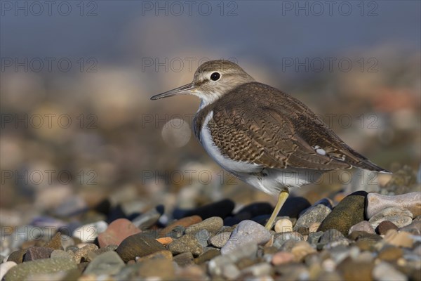 Common Sandpiper