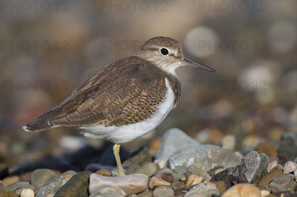 Common Sandpiper