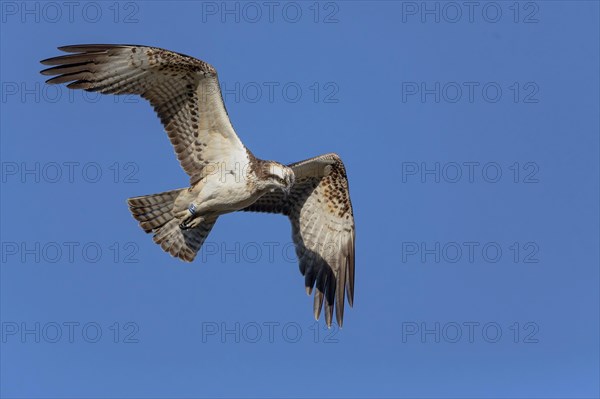 Osprey