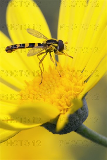 Long Hoverfly