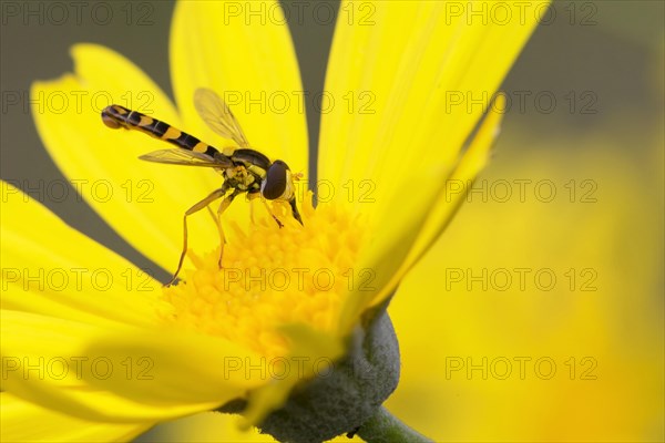 Long Hoverfly