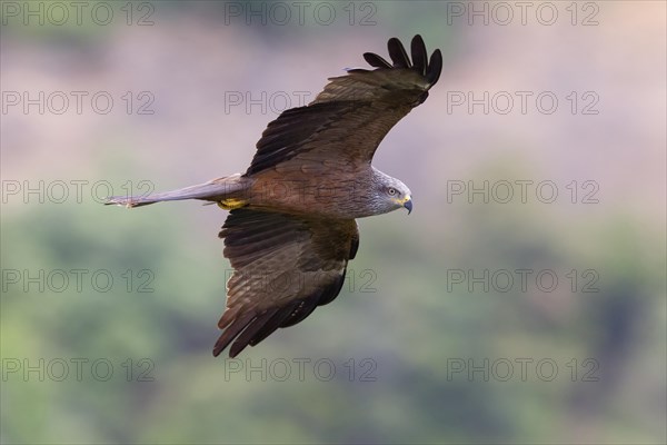 Black Kite