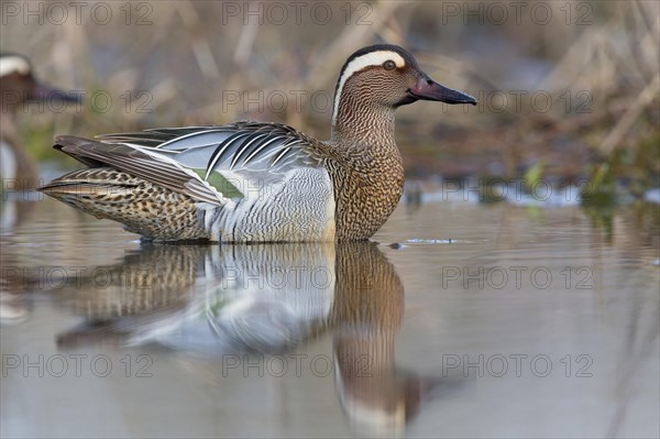 Garganey