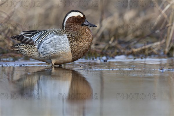 Garganey