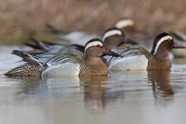 Garganey