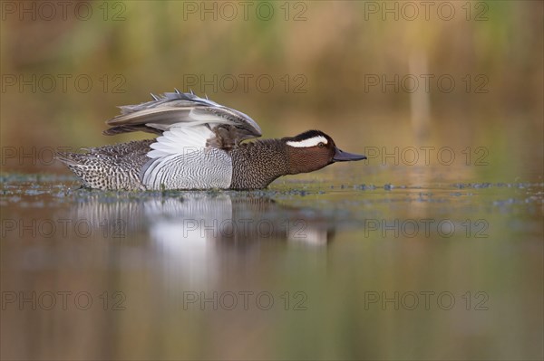 Garganey