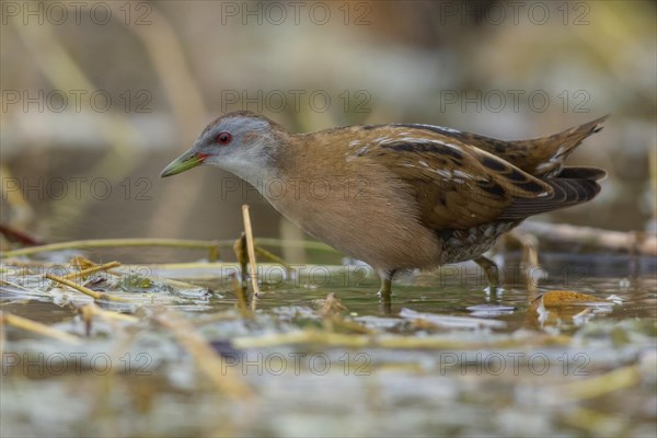 Little Crake