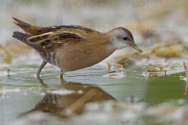 Little Crake