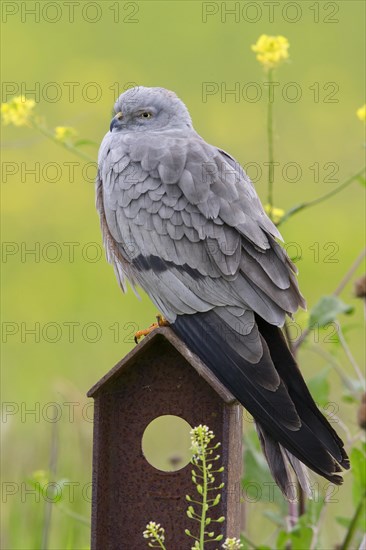 Montagu's Harrier