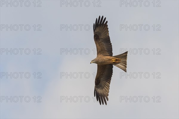 Black Kite