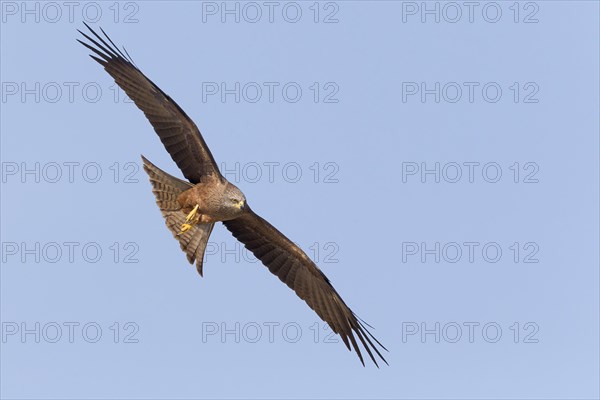 Black Kite