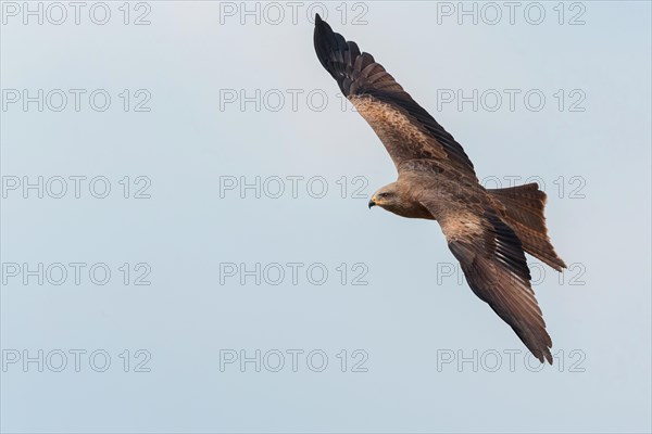 Black Kite