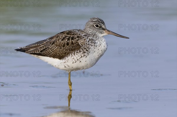 Common greenshank