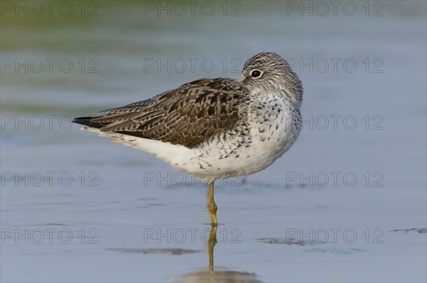 Common greenshank