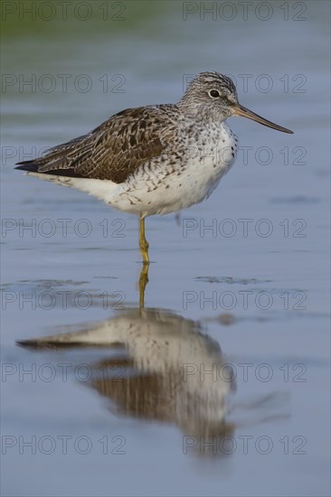 Common greenshank