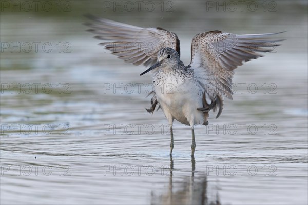 Common greenshank