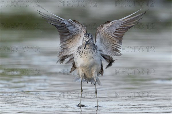 Common greenshank