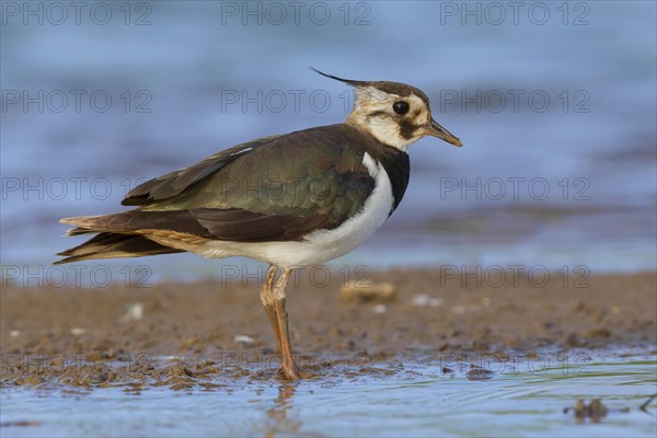 Northern lapwing