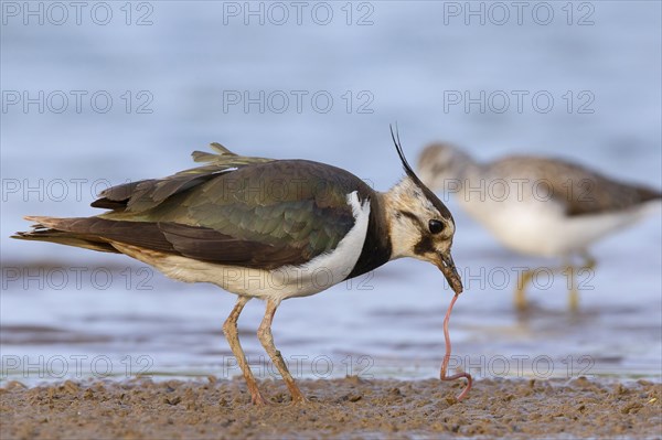 Northern lapwing