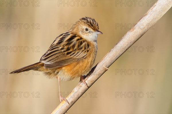 Zitting Cisticola