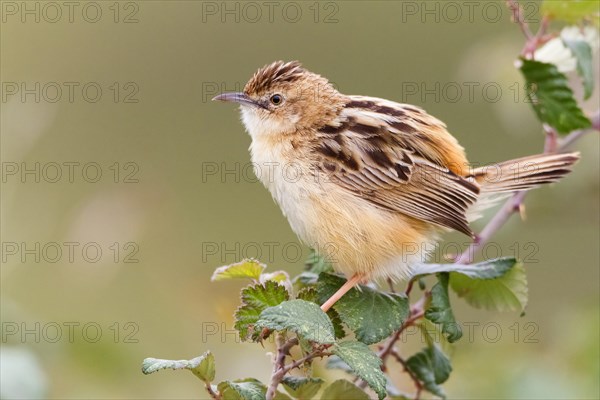 Zitting Cisticola