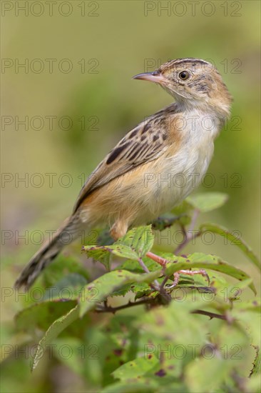 Zitting Cisticola