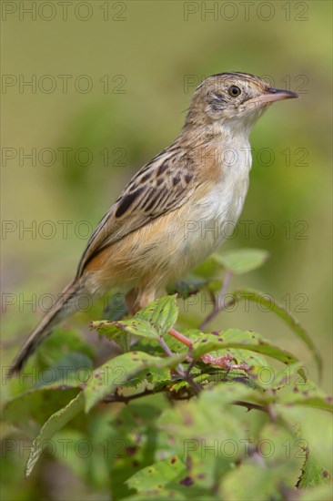 Zitting Cisticola