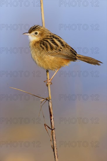 Zitting Cisticola