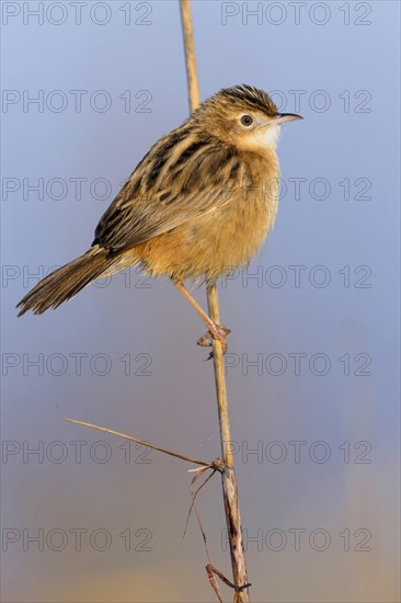 Zitting Cisticola